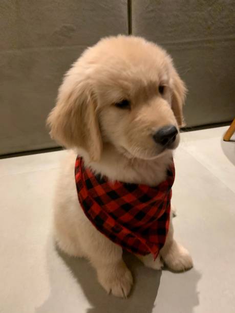 istock Golden Retriever puppy 1289171520
