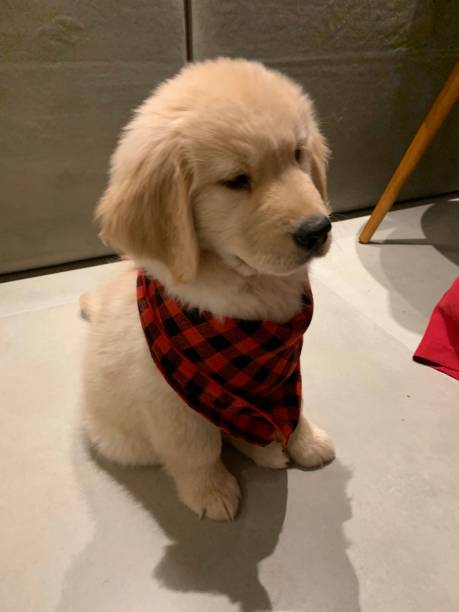 istock Golden Retriever puppy 1289171523