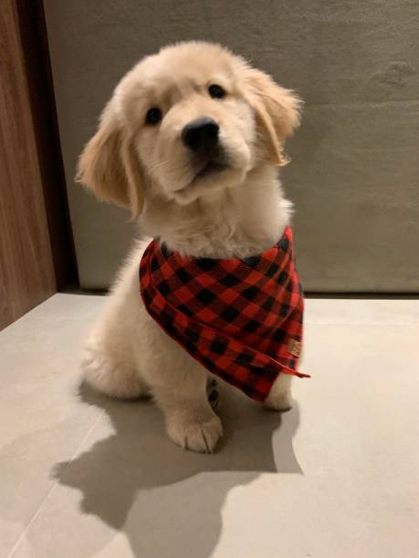 istock Golden Retriever puppy 1289171536