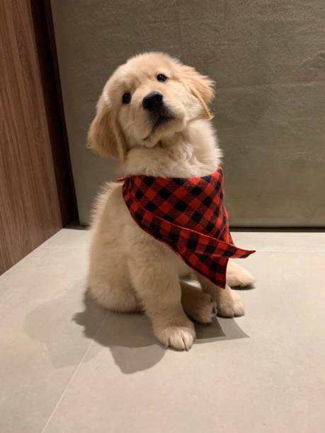 istock Golden Retriever puppy 1289171539