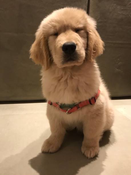 istock Golden Retriever puppy 1289171564