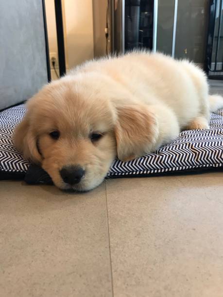istock Golden Retriever puppy 1289171566