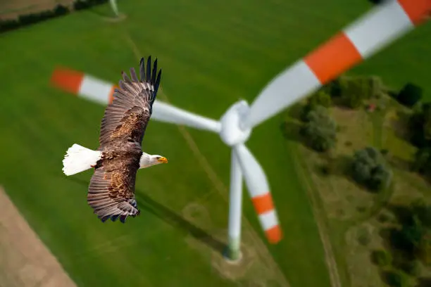 Adler flies past a rotating wind turbine.