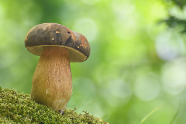 istock Penny Bun, Boletus edulis, mushroom in forest 1289172996
