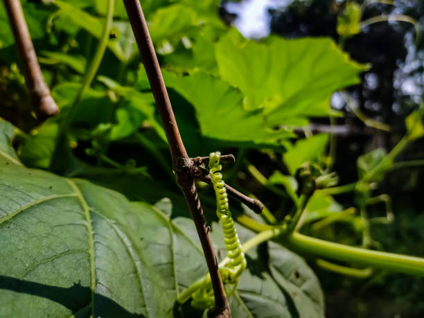 istock This is a tendril, a tendril is a specialized stem, leaves or petiole with a threadlike shape that is used by climbing plants for support. 1289176578