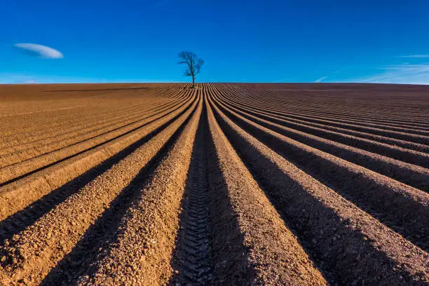 High contrast on sunny day in furrowed field