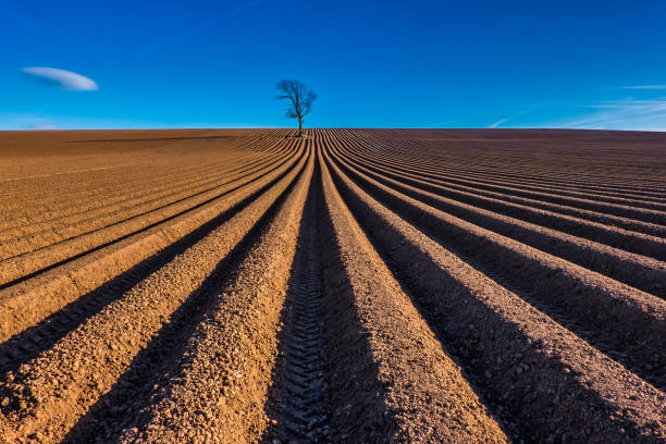 ploughed furrows in field with lone tree, north yorkshire, england, britain - summer solitary tree environment spring imagens e fotografias de stock