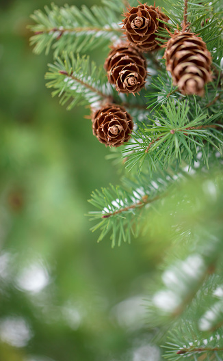 A DSLR close-up photo of spruce cones on fir tree branches. Shallow depth of field, space for copy.