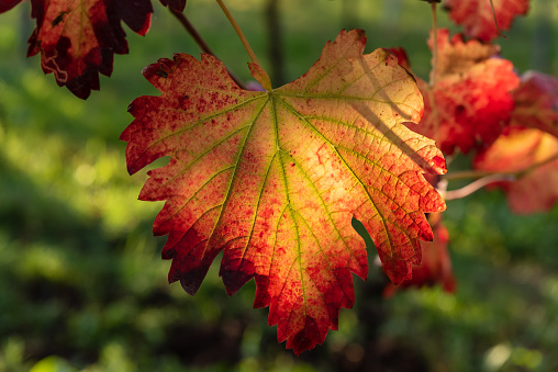 the leaves of the vine with the bright colors of red and yellow in autumn