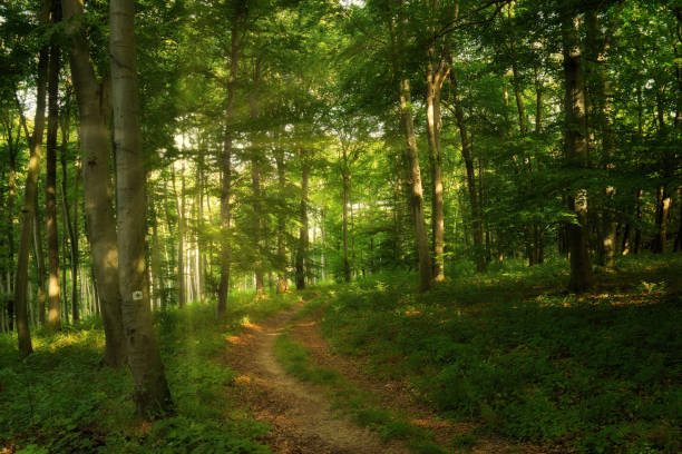 istock Trail in the colorful green spring forest in Hungary 1289180034