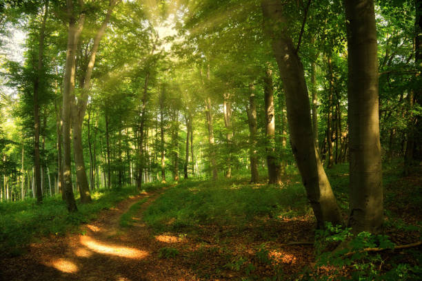 istock Trail in the colorful green spring forest in Hungary 1289180744