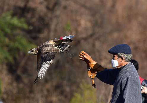 On November 21, 2020, Jeollabuk-do intangible cultural asset No. 20 Park Jeong-oh is flying a hawk in an public demonstration of hawk hunting held in Baegun-myeon, Jinan-gun, Jeollabuk-do, Korea.