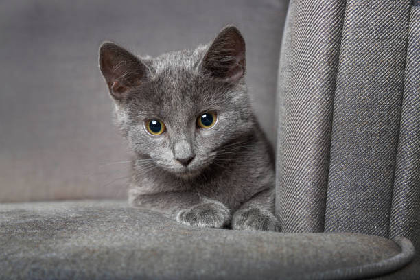 istock Gray kitten on the armchair 1289180841
