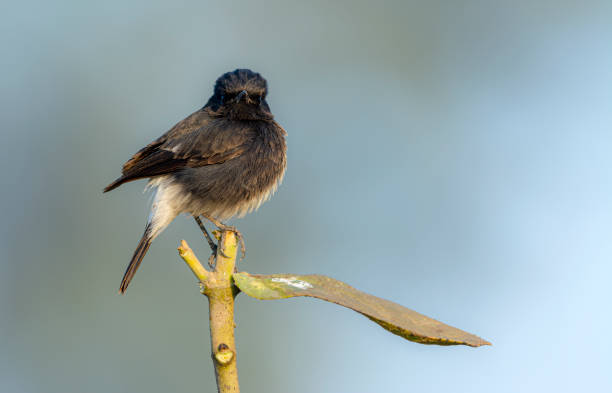 istock The pied bush chat Saxicola caprata 1289182177