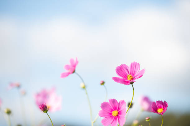 istock Autumn cherry blossoms that bloom beautifully in the clear autumn sky 1289183448