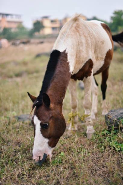 istock Horse grazing in the meadow 1289183745