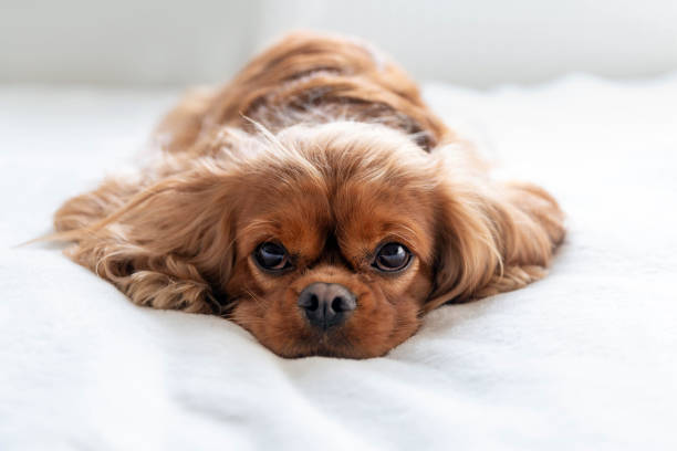 istock Dog relaxing on the white blanket 1289183851