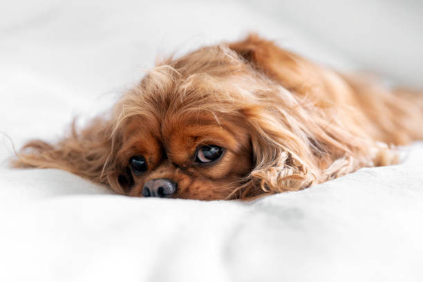 istock Dog relaxing on the white blanket 1289183852