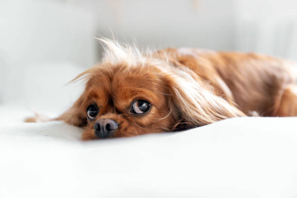 istock Dog relaxing on the white blanket 1289183856