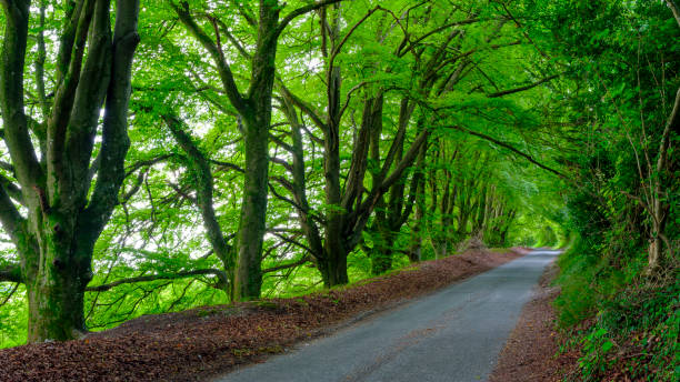 istock Leafy Hampshire Lane in the South Downs 1289184580