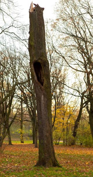 istock Part of the tree trunk 1289184642