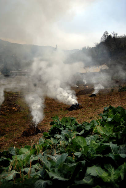 flames, smoke from burning stubble straw. stock photo - brown rice fotos imagens e fotografias de stock