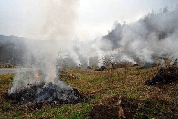 flames, smoke from burning stubble straw. stock photo - brown rice fotos imagens e fotografias de stock