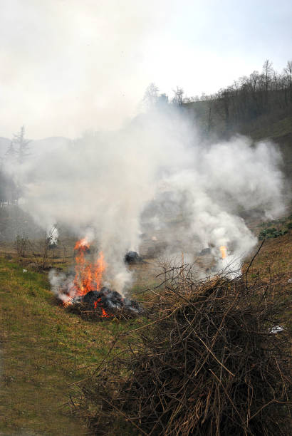 flames, smoke from burning stubble straw. stock photo - brown rice fotos imagens e fotografias de stock