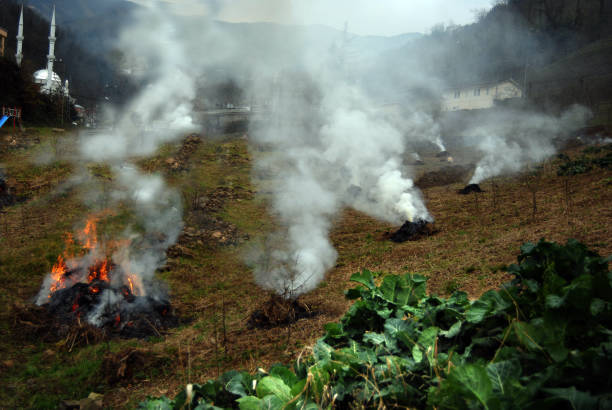 flames, smoke from burning stubble straw. stock photo - brown rice fotos imagens e fotografias de stock