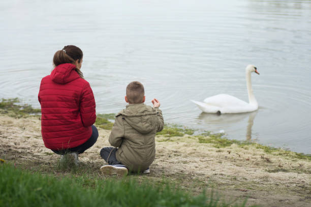 istock mother and son feeding swan 1289187218