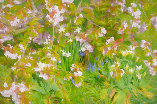 Daffodils and Cherry blossom in an English garden in spring.