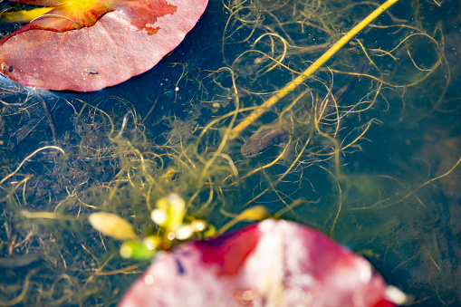 A newt in a domestic garden pond in England, UK.