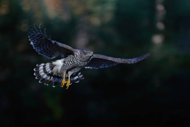 istock Northern goshawk in the forest in the Netherlands 1289190237