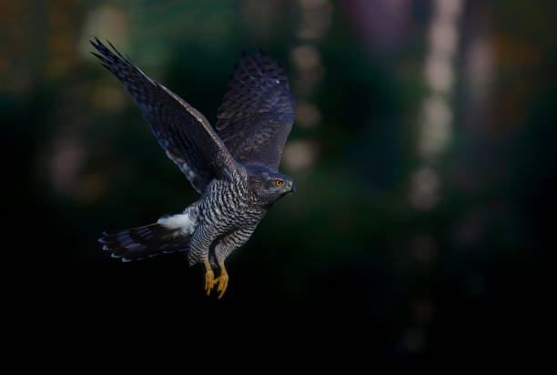 istock Northern goshawk in the forest in the Netherlands 1289190238