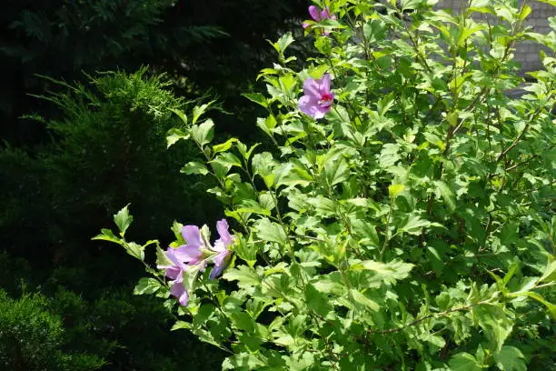 Green foliage and pink flowers of Hibiscus syriacus in mid July
