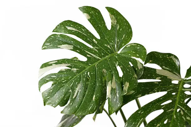 Photo of Large white sprinkled leaf of rare variegated tropical 'Monstera Deliciosa Thai Constellation' houseplant on white background