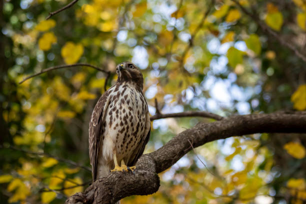 istock Cooper's hawk (Accipiter cooperii) perched on a branch, with yellow fall foliage in background 1289194369