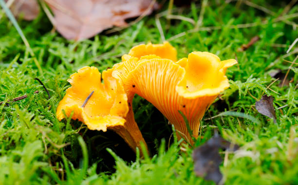 chantarelle, no departamento de cantharellus cibarius - soil saprophyte - fotografias e filmes do acervo