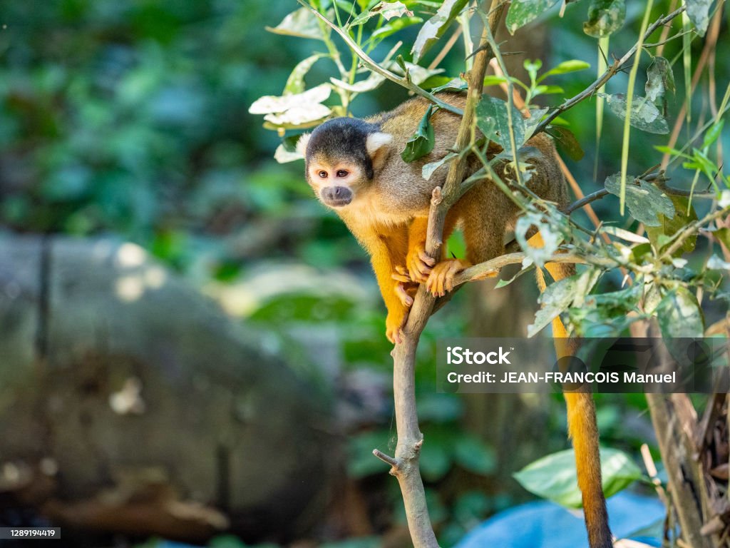 Capucin in the SERERE park in the Amazon The capuchin, is a monkey that lives in South America and Central America. Forest Stock Photo