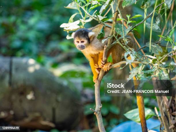 Capucin In The Serere Park In The Amazon Stock Photo - Download Image Now - Forest, Monkey, Animal