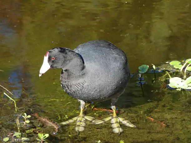 Photo of American Coot (Fulica Americana) standing in a lake with it's big feet visible