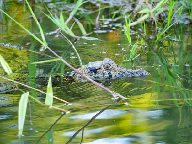 istock Caiman in the Beni River 1289194523