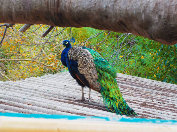 istock A blue-green peacock stands on a slate roof under a tree in the park 1289195607