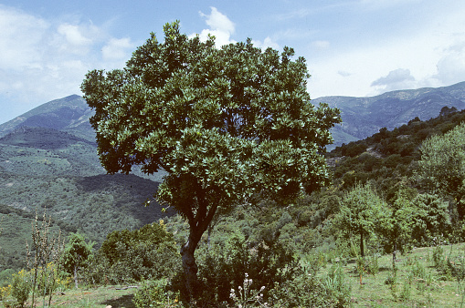 Madrona Tree Arbutus unedo in field