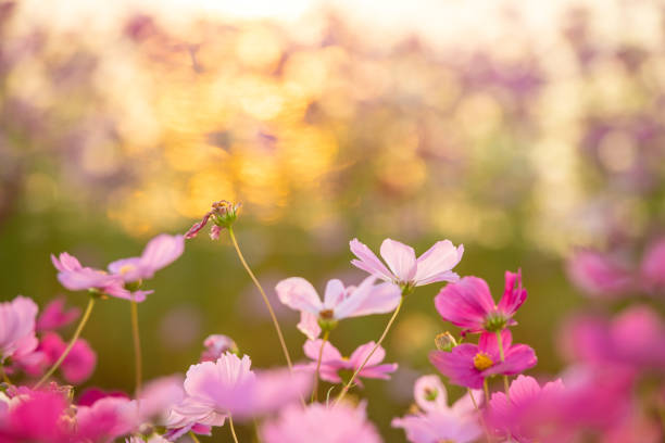 istock Beautiful autumn cherry blossoms that shine in the sunset 1289199094