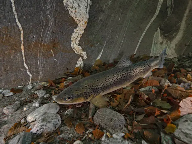 Photo of Brown trout in the wild, brown trout in the river (Salmo trutta morpha fario)