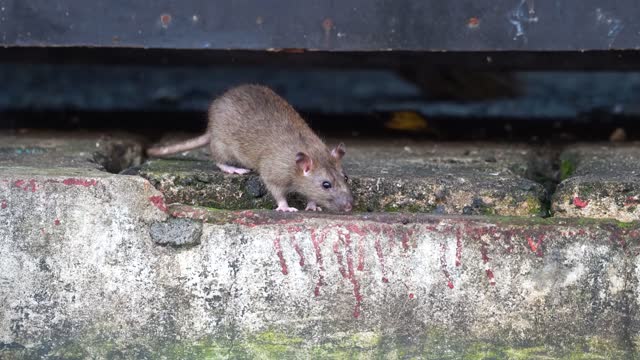 A sewer rat on dirty ground.