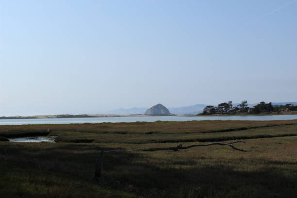 The famous morro rock in the distance, seen from a bird reservoir