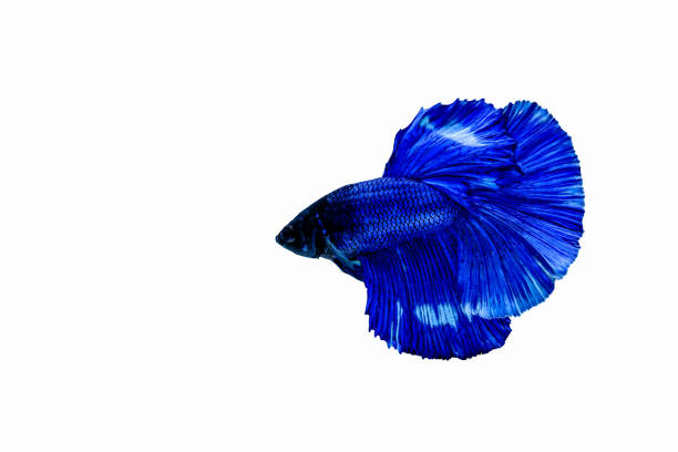 closeup and detail of siamese fighting fish breed halfmoon splendens with moving isolated on black background. - siamese fighting fish fish tank tropical climate fish imagens e fotografias de stock