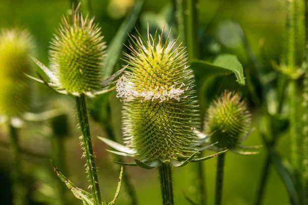 istock View of dipsacus fullonum wild teasel on the summer field 1289206171